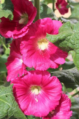 Yeşil yapraklı pembe mallow çiçeği.