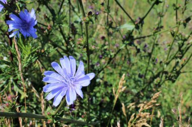 Bahçedeki güzel çiçekler