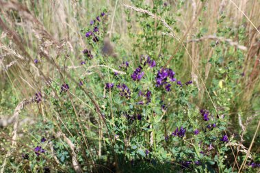 Güzel botanik fotoğrafı, doğal duvar kağıdı.