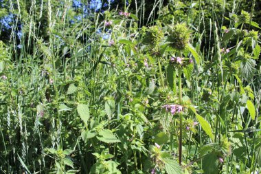 Güzel botanik fotoğrafı, doğal duvar kağıdı.