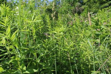 Yazın ormanın güzel yeşil çimenleri ve çiçekleri