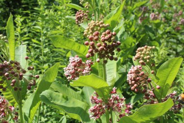 Güzel botanik çekimi, doğal duvar kağıdı, ormandan yeşil yapraklı yaz çiçekleri.