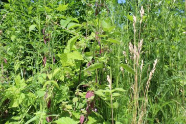 Ormanda yeşil taze çimenler yetişiyor.