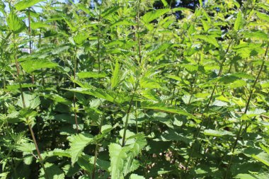 Isırgan otu yaprağı, ısırgan otu.