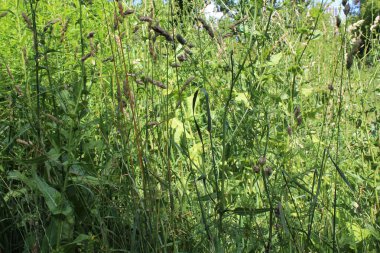 Ormanda yeşil taze çimenler yetişiyor.