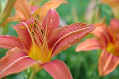 Bahçedeki güzel çiçekler