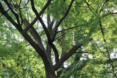 Ormanda yeşil yapraklar