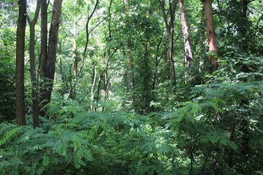 Dağlardaki güzel orman
