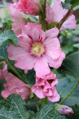 yeşil yapraklı mallow çiçeği