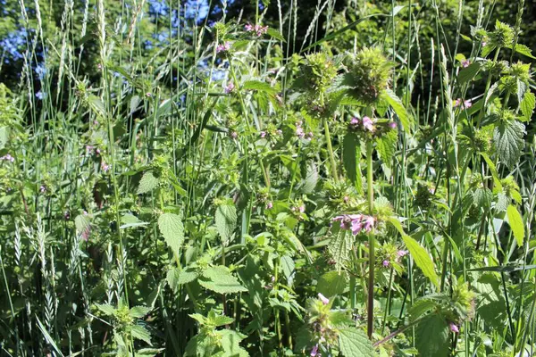 Güzel botanik fotoğrafı, doğal duvar kağıdı.
