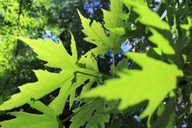 Sonbahar yaprakları, sonbahar bitkileri