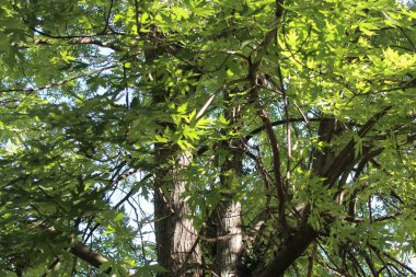 Ormandaki ağaç dalları