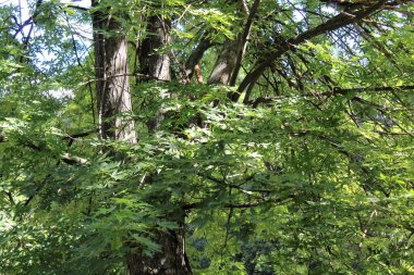 Ormanda yeşil yapraklı güzel bir ağaç görüntüsü.
