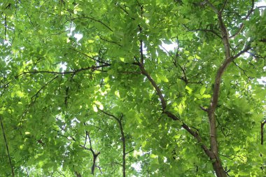 Ceviz ağacında yeşil yapraklar