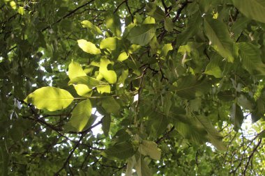 Ceviz ağacında yeşil yapraklar