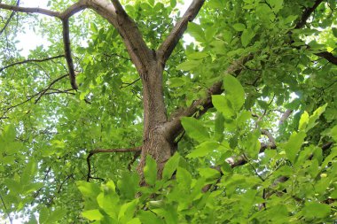 Ceviz ağacında yeşil yapraklar