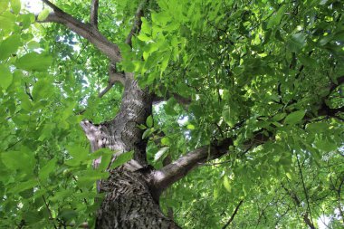 Ceviz ağacında yeşil yapraklar