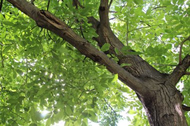 Ceviz ağacında yeşil yapraklar