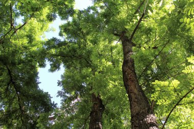 yeşil ağaçlar ve gökyüzü, yazları yeşil akasya ağaçları