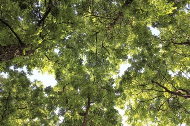yeşil ağaçlar ve gökyüzü, yazları yeşil akasya ağaçları