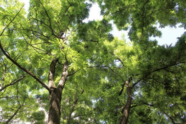 Ceviz ağacında yeşil yapraklar