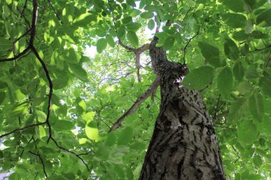 Ceviz ağacında yeşil yapraklar
