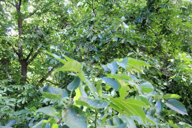 Ceviz ağacında yeşil yapraklar