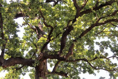 Güzel yeşil meşe ağacı, ormandaki ağaç dalları, doğadaki bitki örtüsü.