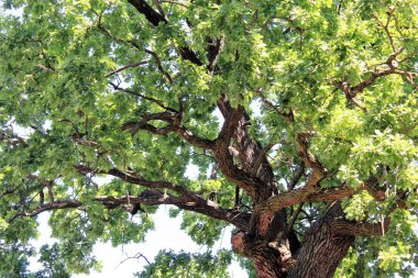 Güzel yeşil meşe ağacı, ormandaki ağaç dalları, doğadaki bitki örtüsü.