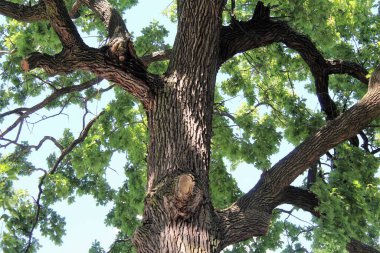 Güzel yeşil meşe ağacı, ormandaki ağaç dalları, doğadaki bitki örtüsü.