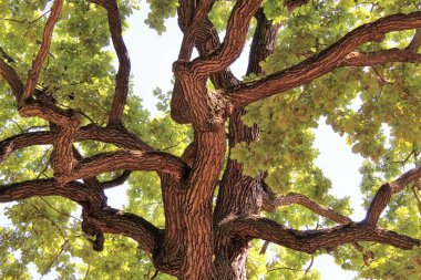 Güzel yeşil meşe ağacı, ormandaki ağaç dalları, doğadaki bitki örtüsü.