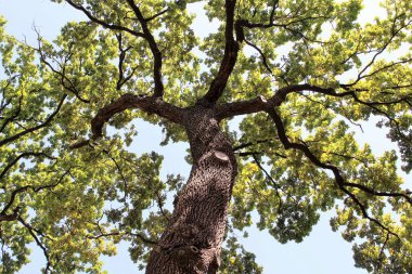 Güzel yeşil meşe ağacı, ormandaki ağaç dalları, doğadaki bitki örtüsü.