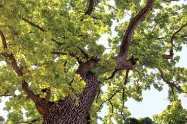 Güzel yeşil meşe ağacı, ormandaki ağaç dalları, doğadaki bitki örtüsü.