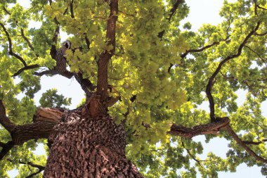 Güzel yeşil meşe ağacı, ormandaki ağaç dalları, doğadaki bitki örtüsü.
