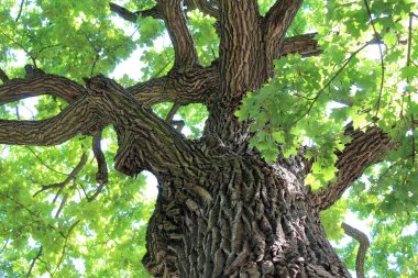 Güzel yeşil meşe ağacı, ormandaki ağaç dalları, doğadaki bitki örtüsü.