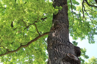 Güzel yeşil meşe ağacı, ormandaki ağaç dalları, doğadaki bitki örtüsü.