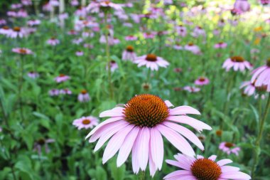 Çiçek arkaplanı, yaz çiçekleri, güzel çiçekler, çiçek fotoğrafı, doğa geçmişi.
