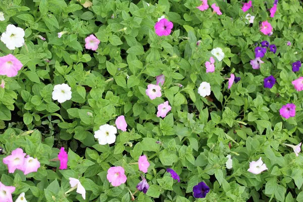 Bahçede büyüyen renkli petunya çiçekleri