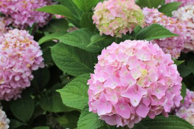 Bahçede güzel çiçek açan ortancalar