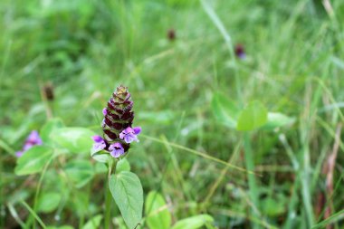 Bahçedeki güzel çiçekler