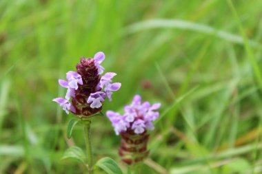 Mor çiçekler çimlerde