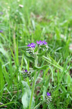 Bahçedeki güzel çiçekler