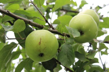 yeşil elma ve yapraklar dalda