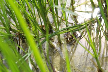 Bataklıkta su kurbağası