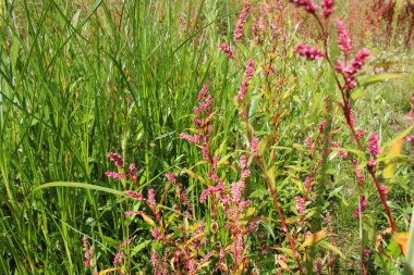 Bahçedeki kırmızı çiçekler