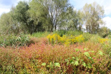 Ağaçlar ve otlarla dolu güzel sonbahar manzarası