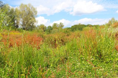 Güzel yaz orman manzara