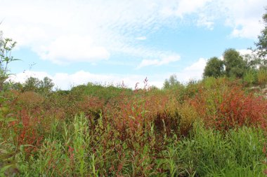 Kırmızı çiçekli güzel bir manzara.