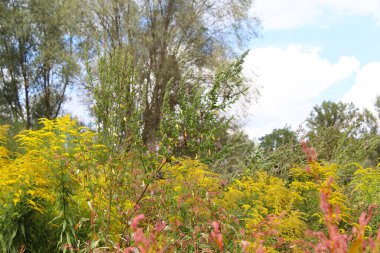 Sarı çiçek tarlasının güzel manzarası