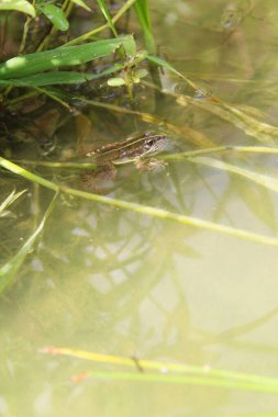 Gölette yeşil kurbağa